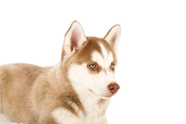 How much does it cost to buy a husky puppy Budgeting for Initial and Ongoing Husky Care Costs