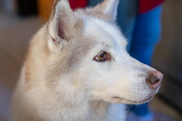 How much does it cost to buy a husky puppy Ongoing Veterinary Care