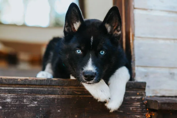 How much does it cost to buy a husky puppy Training and Exercising Your Husky