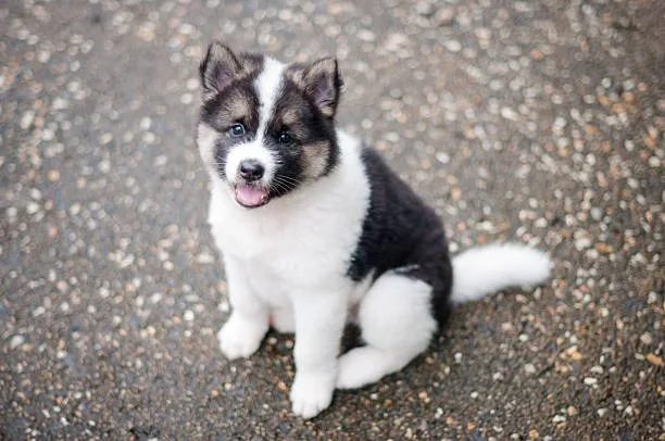 How much does it cost to buy a husky puppy Siberian Husky Price and Adoption Fees