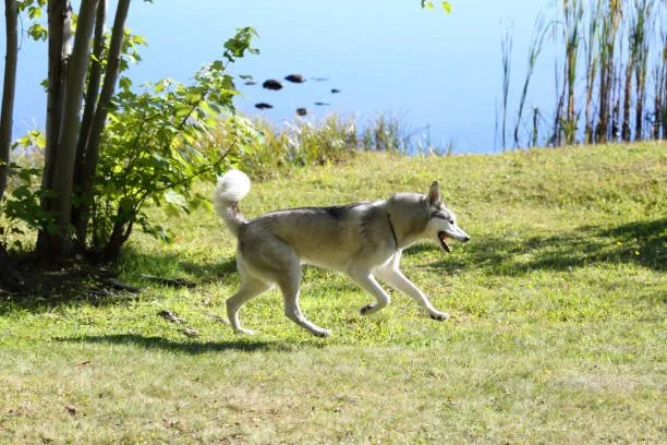 How much exercise do huskies need Incorporating Mental Stimulation Alongside Physical Exercise