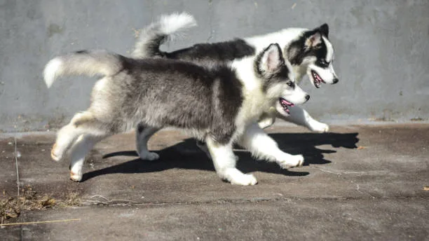 How much exercise do huskies need Challenges and Solutions in Exercising Your Husky