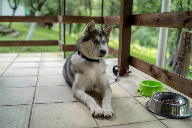 How much exercise do huskies need Advanced Exercise Techniques for Siberian Huskies