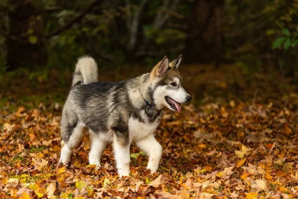 How much exercise do huskies need Husky Energy Management Through Structured Play and Exercise