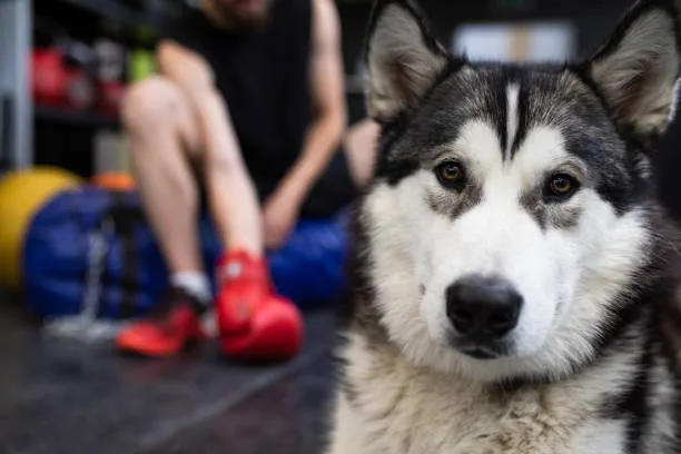 How much exercise do huskies need Integrating Social and Physical Exercise for Huskies