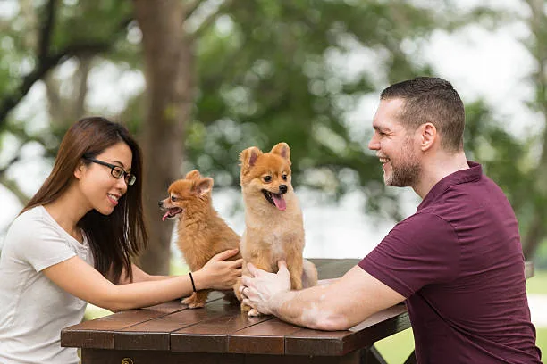 How much is a husky pomeranian mix Unexpected Costs and Pet Insurance