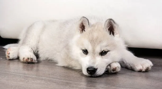 How much is it for a husky puppy Training and Socialization Expenses