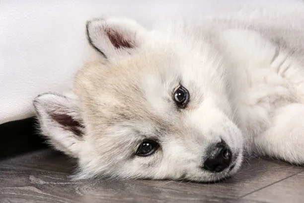 How much is it for a husky puppy Practical Husky Wellness Costs