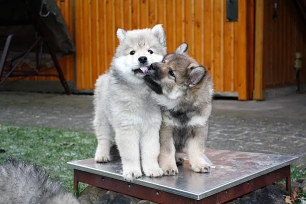How much should a husky puppy eat Adjusting Portions as Your Puppy Grows