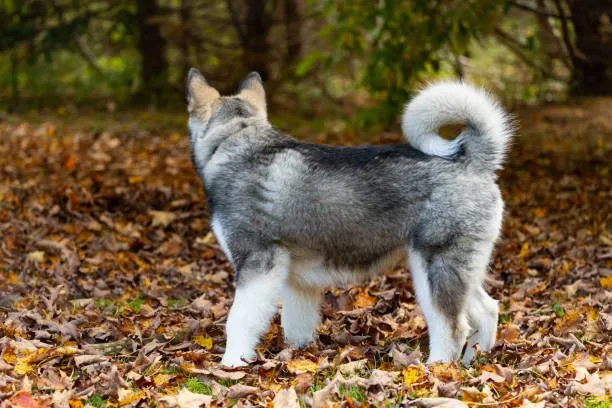 How much should a siberian husky weigh The Impact of Weight on Husky Health