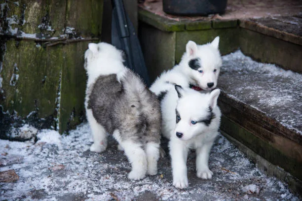 How much should a siberian husky weigh Signs of a Healthy Weight