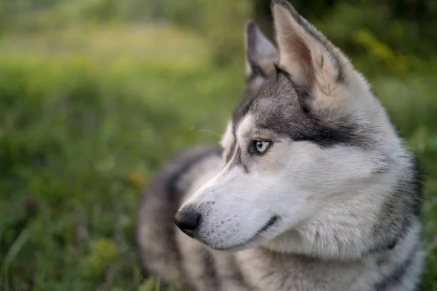 How much should a siberian husky weigh The Role of Exercise