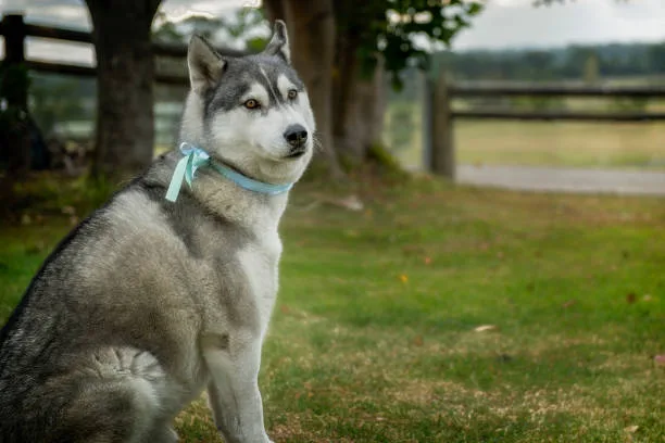 How much should a siberian husky weigh Recognizing and Addressing Weight Issues
