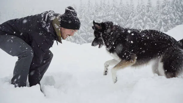 How much weight can a siberian husky pull Mental Stimulation and Willpower in Pulling