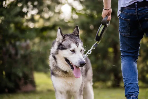 How much weight can a siberian husky pull Canine Muscle Conditioning and Sled Dog Resilience