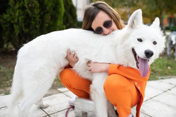 How much weight can a siberian husky pull Nutrition and Diet: Fuelling the Power