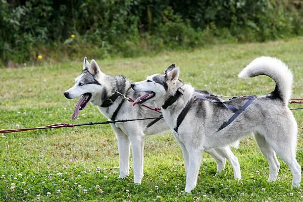 How much weight can a siberian husky pull Health and Fitness: Foundation of Pulling Capacity