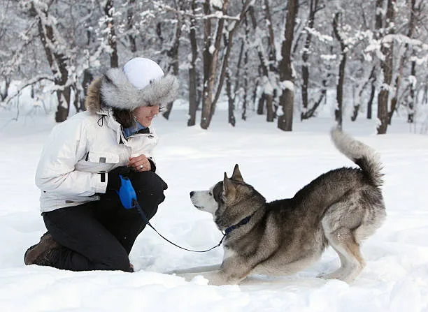 How much weight can a siberian husky pull The Role of Diet and Nutrition in Maximizing Husky Work Potential