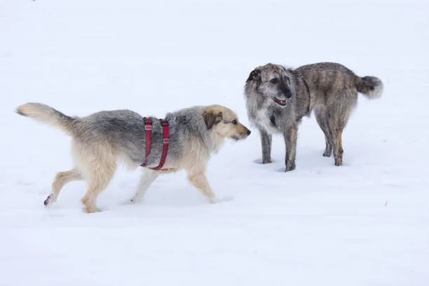 How much weight can a siberian husky pull The Impact of Weather and Environment