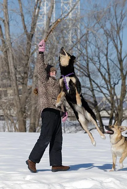 How much weight can a siberian husky pull Legal and Ethical Considerations in Weight Pulling