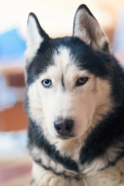 How often do huskies need to be groomed Professional Grooming vs. At-Home Care