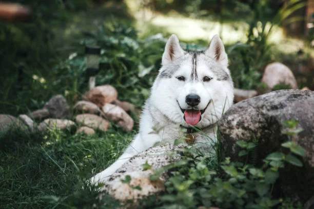 How often do huskies need to be groomed Seasonal Shedding and Grooming Frequency