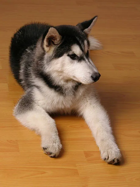 How often do huskies need to be groomed Trimming: When and How