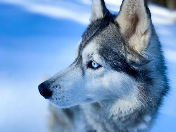 How often do huskies need to be groomed Monitoring Skin and Coats Health