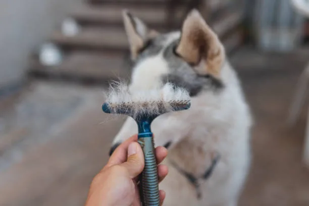 How often should you brush your husky Comprehensive Solutions for Husky Bathing and Grooming