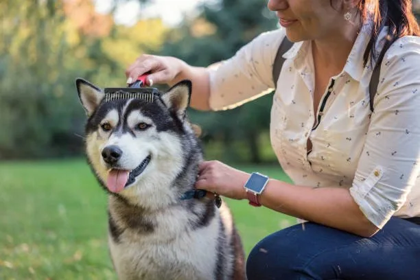 How often should you brush your husky Additional Grooming Needs