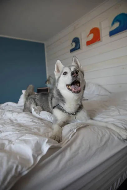 How often should you brush your husky Creating a Brushing Schedule