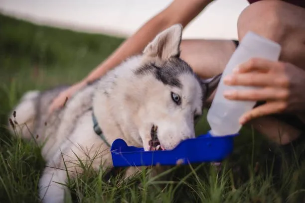 How often should you brush your husky Managing Shedding: Seasonal Care for Huskies