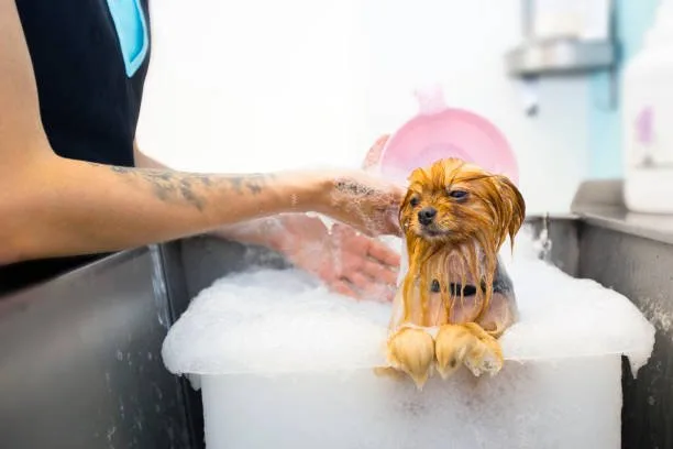 How to bathe a husky puppy Creating a Calm Bathing Environment