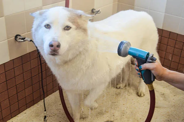 How to bathe a husky puppy After Bath Care for Your Husky