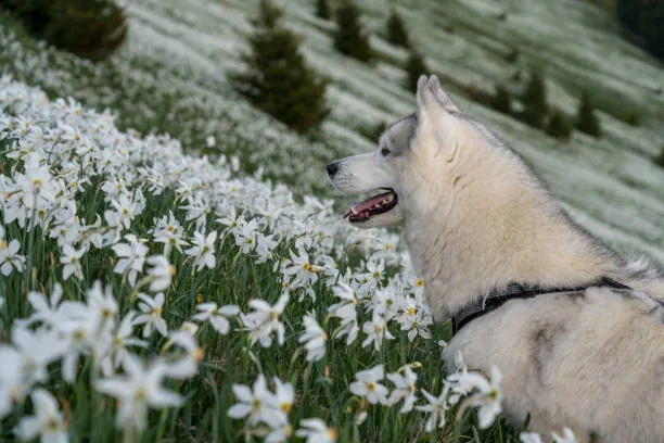 How to calm a husky down Handling Hyperactivity: Tips and Tricks