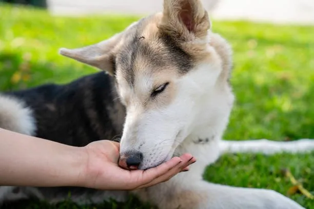 How to calm a husky down Calming Techniques and Anxiety Reduction Strategies for Huskies