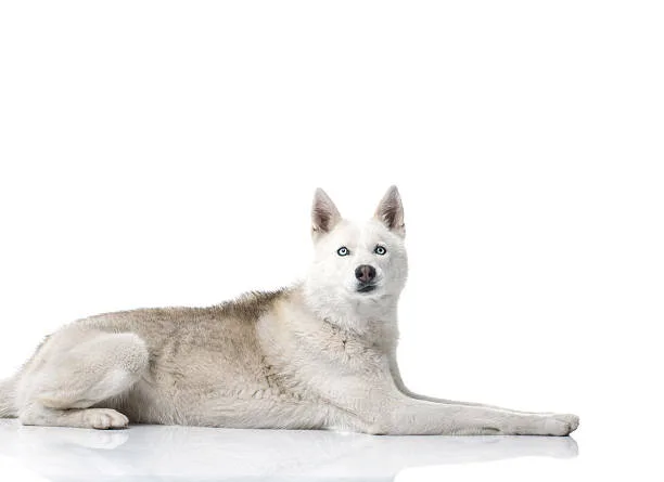 How to calm a husky down Calming Aids and Tools: What Works for Huskies