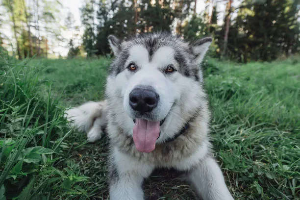 How to calm a husky down The Benefits of a Secure and Comfortable Environment