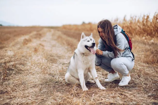 How to calm a husky down Recognizing Signs of Stress and Anxiety