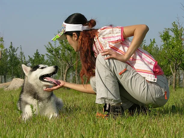 How to get a husky to stop howling Strengthening Husky's Socialization and Obedience Skills