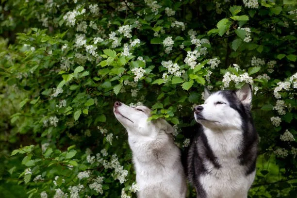 How to get a husky to stop howling Response to Howling