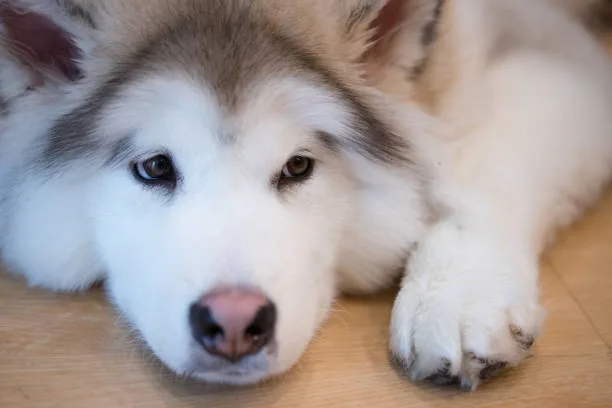 How to get a husky to stop howling Establishing Quiet Commands