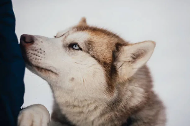 How to get a husky to stop howling Seeking Professional Help