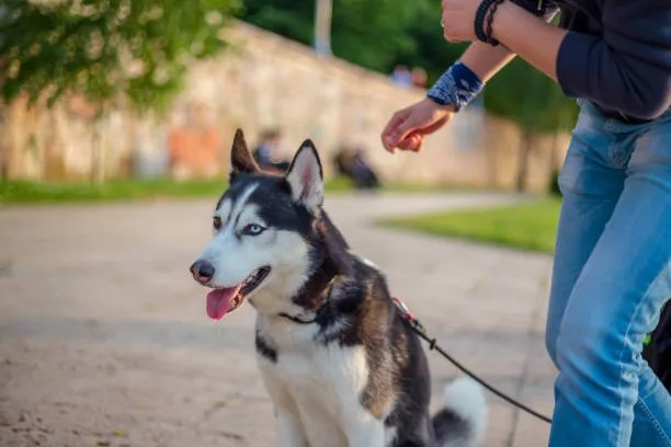 How to get a husky to stop howling Mental Stimulation and Training