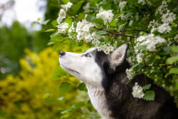 How to get a husky to stop howling Consistency is Key