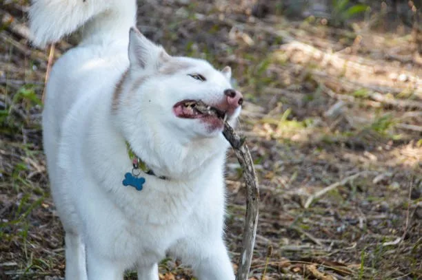 How to get a husky to stop howling Positive Reinforcement Techniques