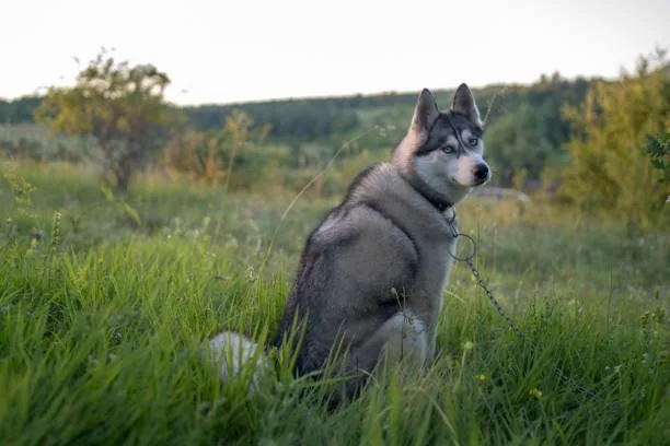 How to get a husky to stop whining Enhancing Husky Obedience and Compliance