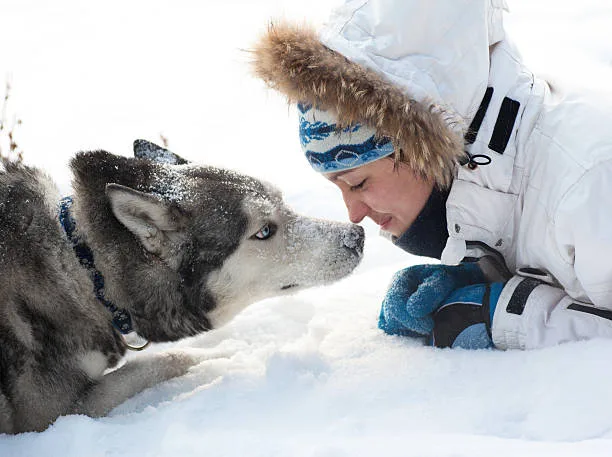 How to get a husky to stop whining Teaching the 'Quiet' Command