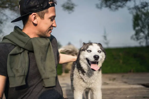 How to keep husky cool Husky-Specific Care and Exercise Regimens