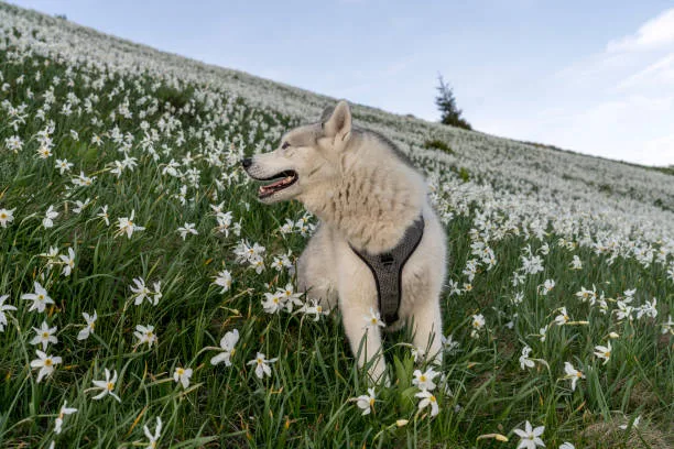 How to keep husky cool Maintaining Husky Health and Comfort in Varied Climates